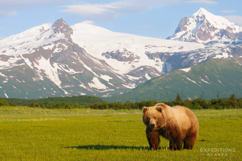 Alaska Range volcanoes Hallo Bay and brown bear, Katmai National Park, Alaska.