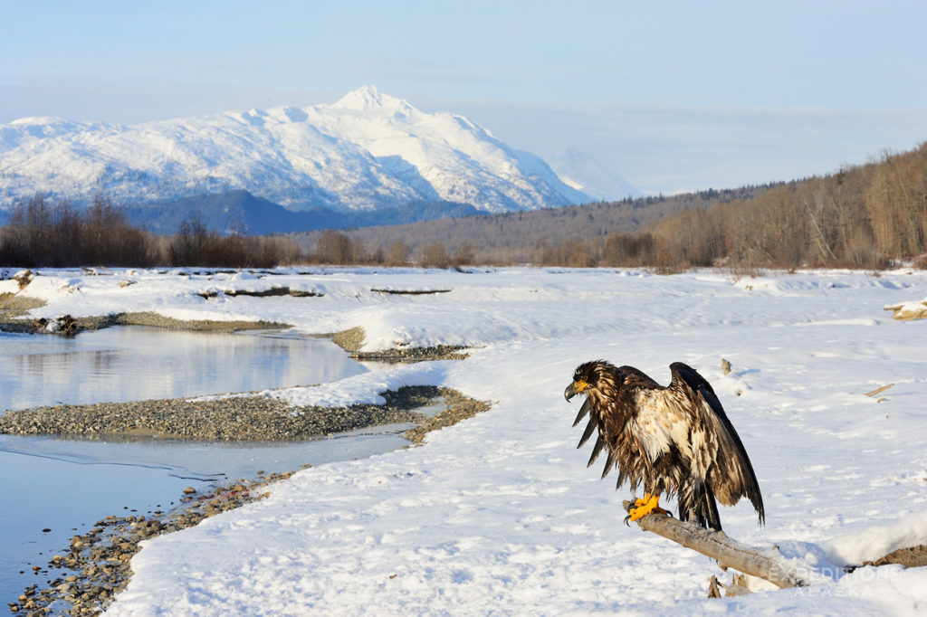 Juvenile bald eagle near Haines, Alaska.