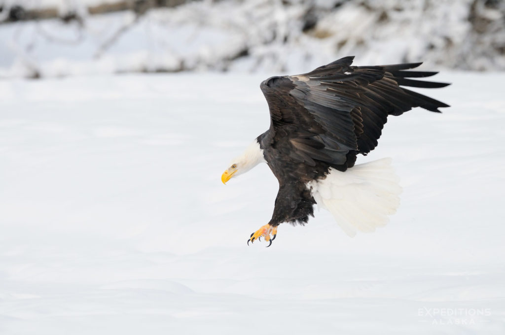 Adult bald eagle landing in snow near Haines, Alaska.