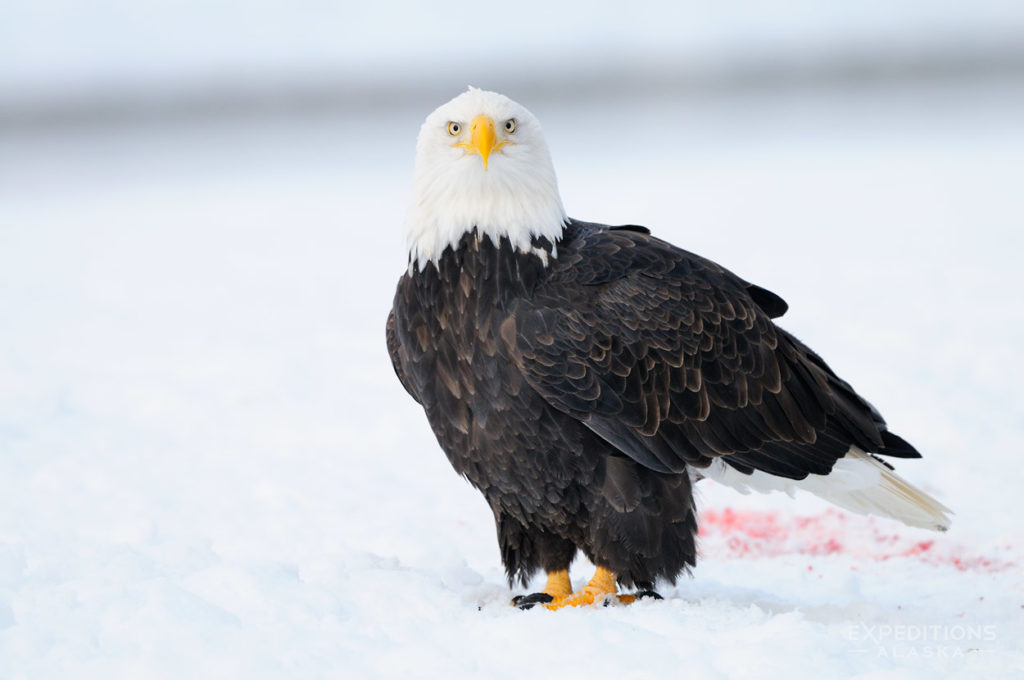 Haines, Alaska mature bald eagle standing on snow. Chilkat River.