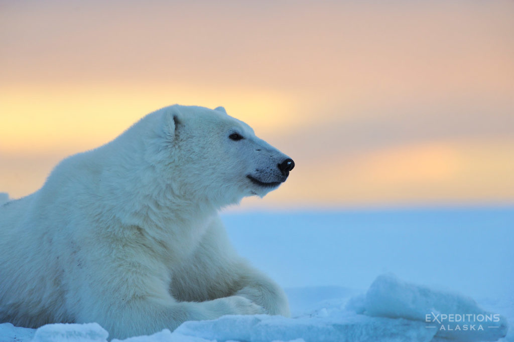 ANWR photos polar bear at sunset, Arctic National Wildlife Refuge, Alaska.