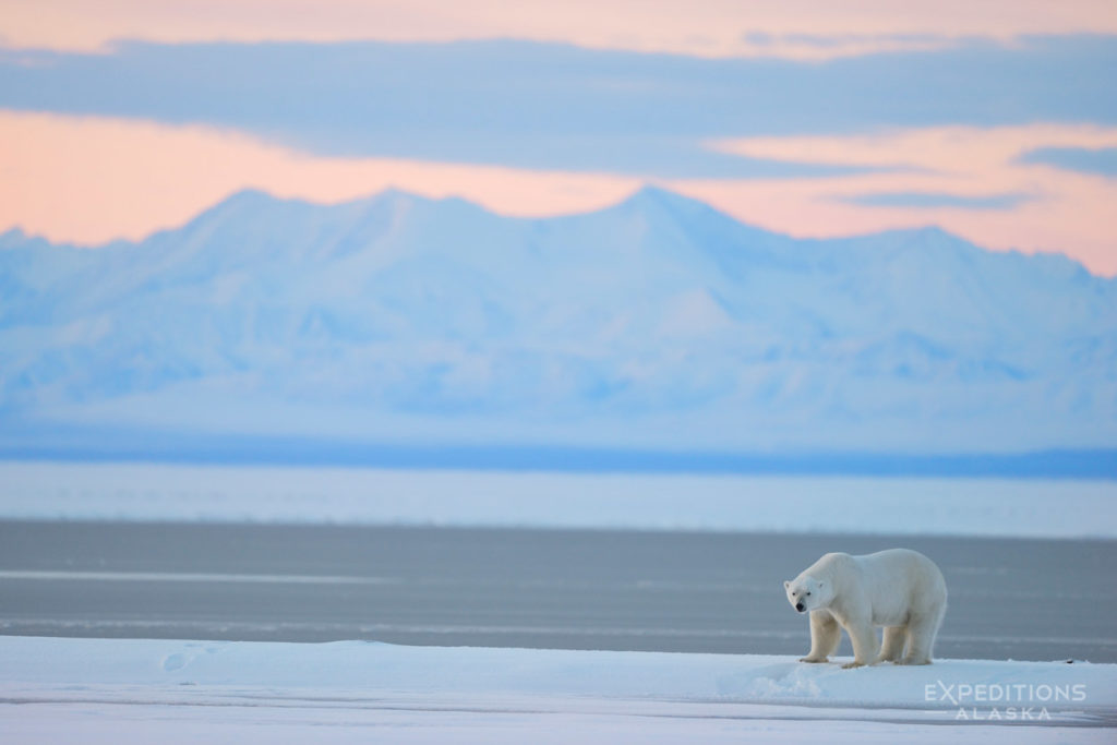 Arctic National Wildlife Refuge photo polar bear and Brooks Mountains Alaska.