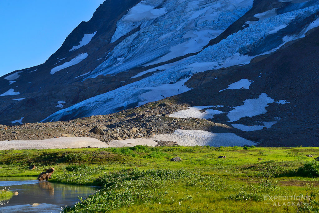 Photo from Wrangell-St. Elias National Park of young grizzly bear near Iceberg Lake.