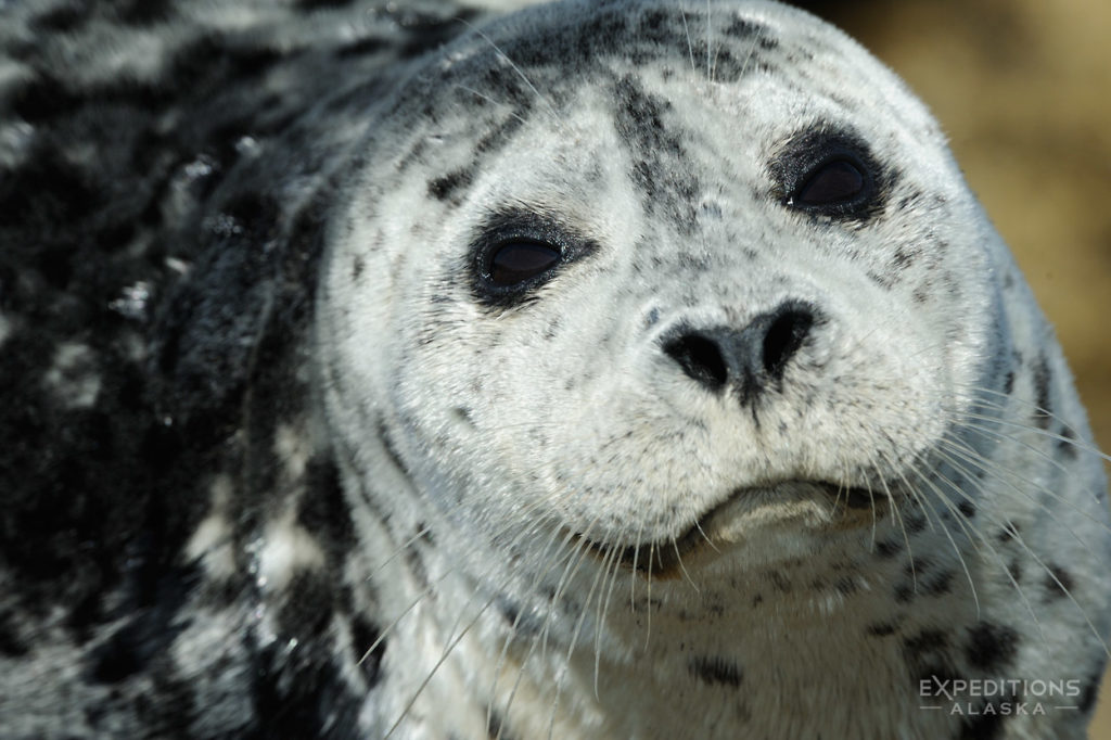 Katmai National Park photo Harbor seal Alaska.