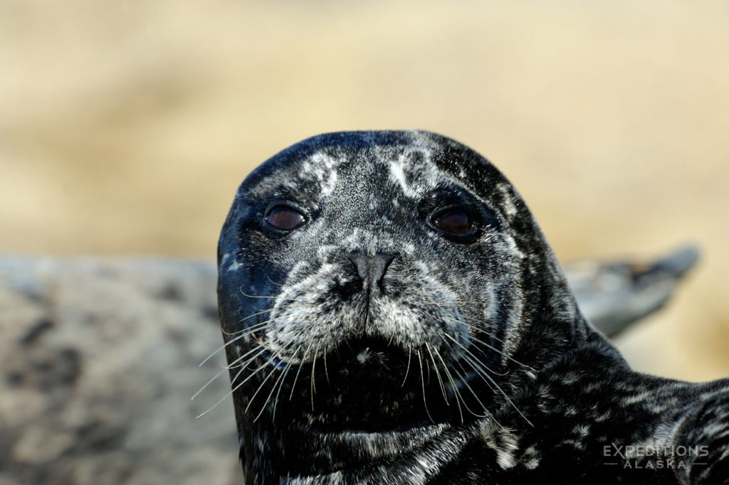 Katmai National Park photo black Harbor Seal, Alaska.