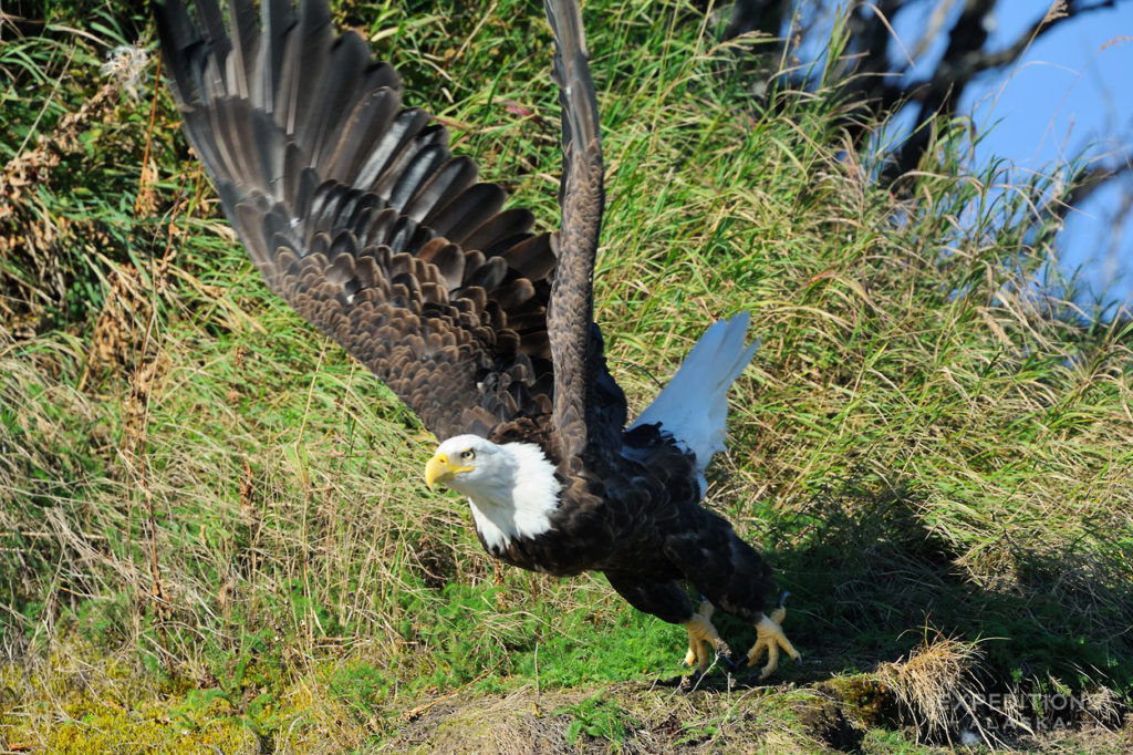 Katmai National Park photo bald eagle take off flight, Alaska.