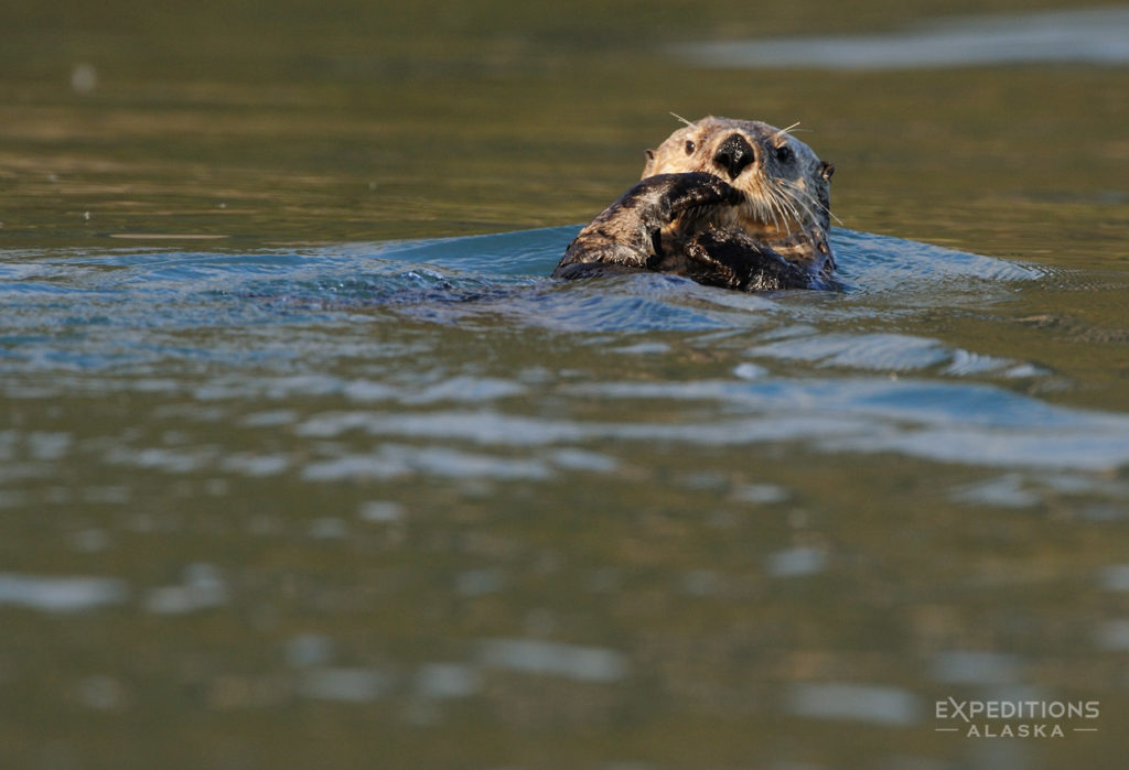 Katmai National Park photo sea otter picture, Alaska.