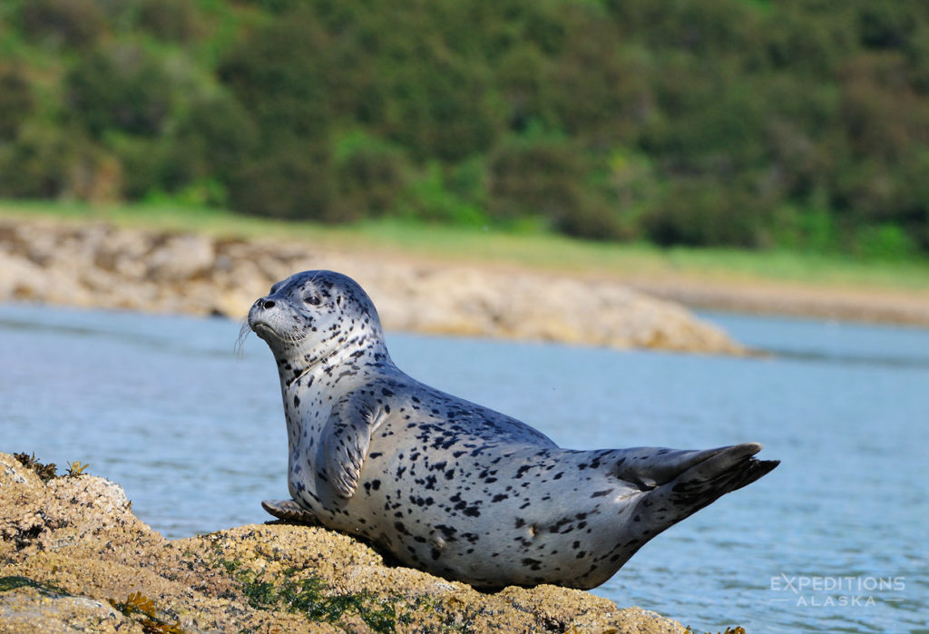 Harbor seal Katmai National Park and Preserve Photo, Alaska.