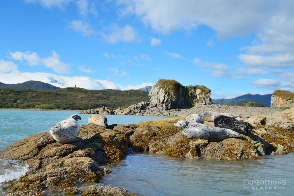 Katmai National Park and Preserve photos harbor seal haul out on rock island, Alaska.