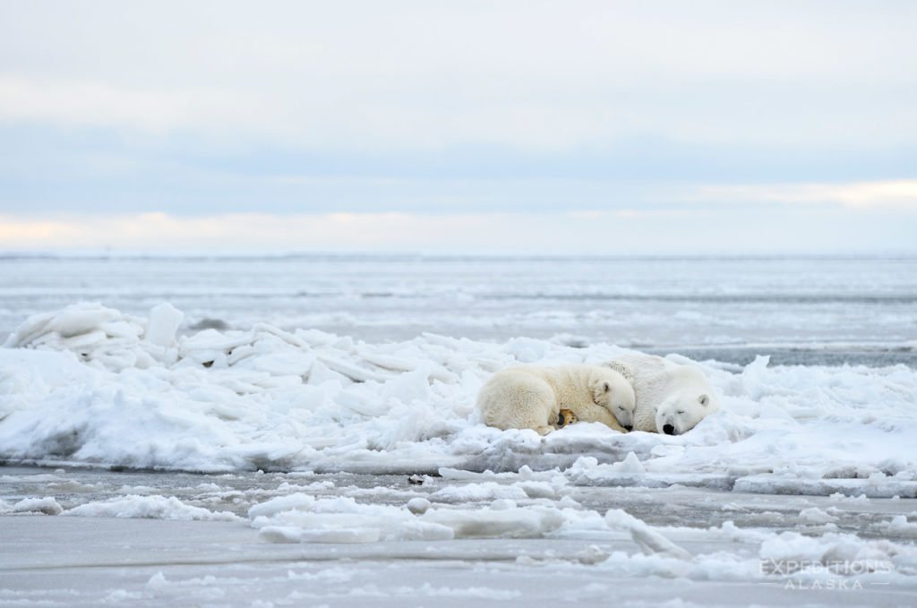 Polar bear sow and cub on ice Beaufort sea Arctic National Wildlife Refuge photo Alaska.