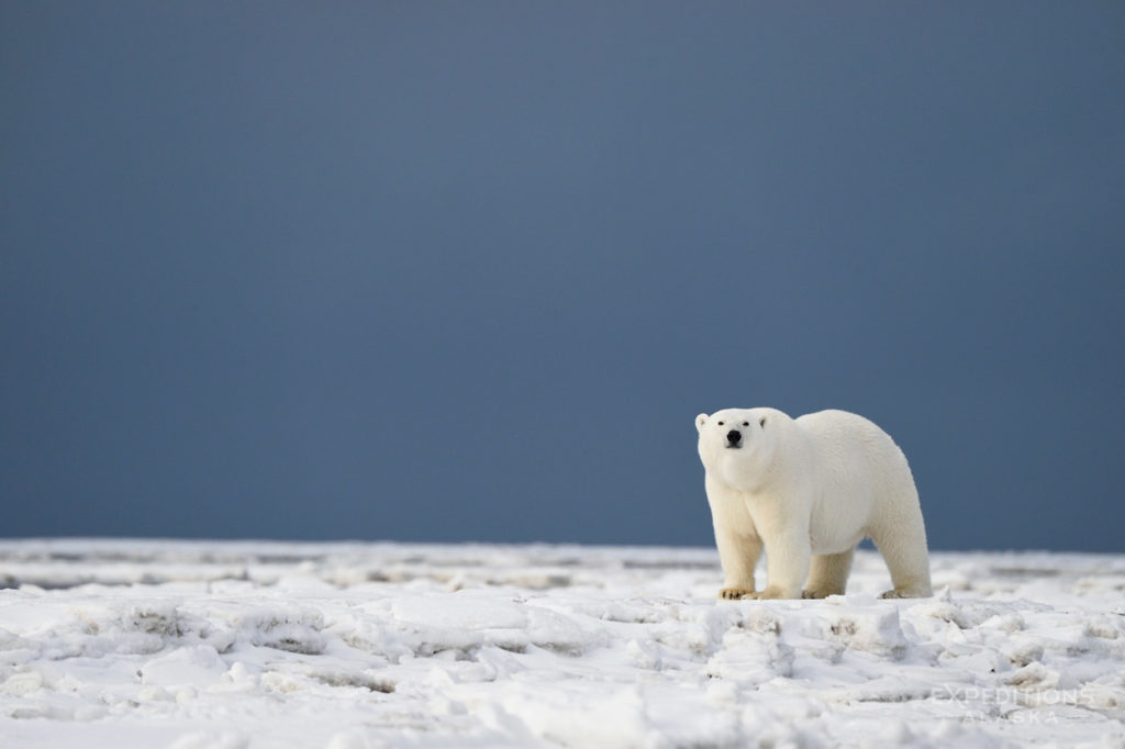 ANWR polar bear Arctic National Wildlife Refuge Alaska.