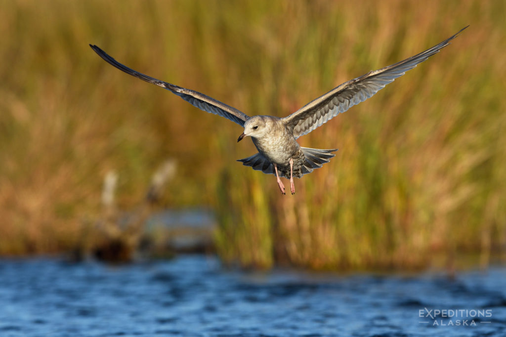 KatmaiNational Park photo juvenile gull in flight, Alaska.