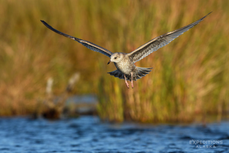 KatmaiNational Park photo juvenile gull in flight, Alaska.