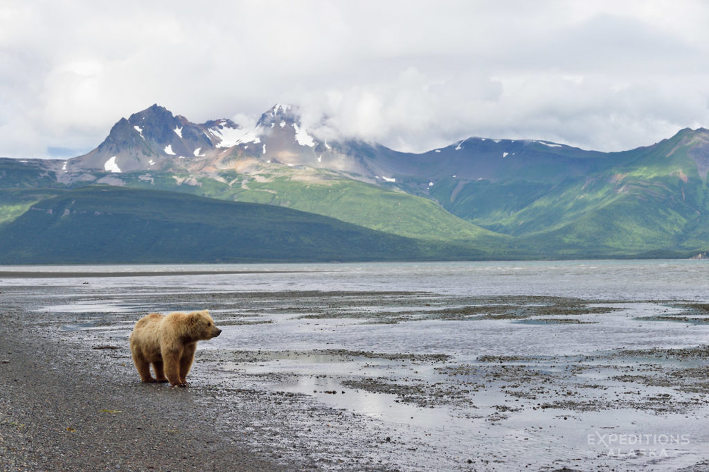 Katmai National Park photo brown bear Hallo Bay, Alaska.