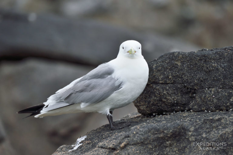 Katmai National Park photo, Black-legged Kittiwake Alaska.