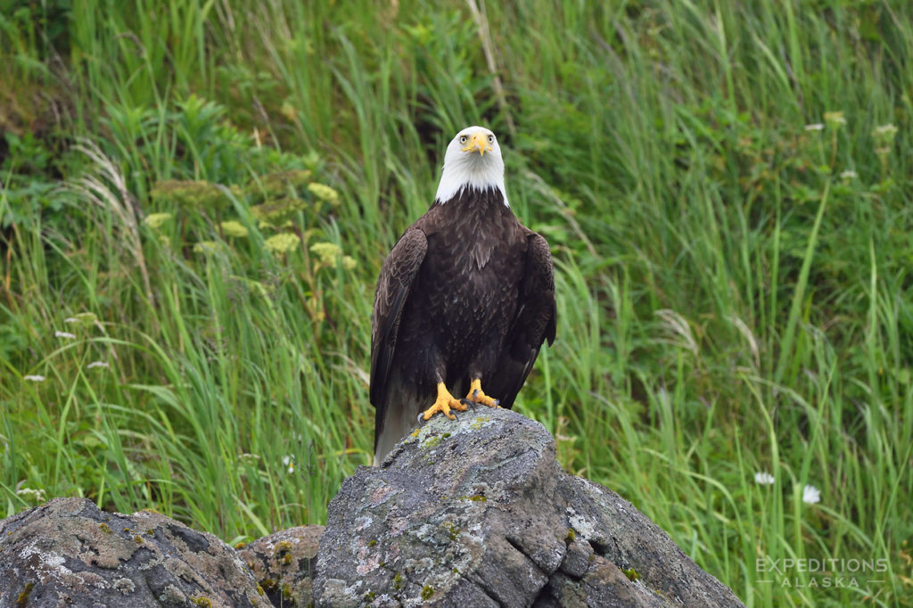 Bald eagle perched on a rock Katmai Coast Alaska.