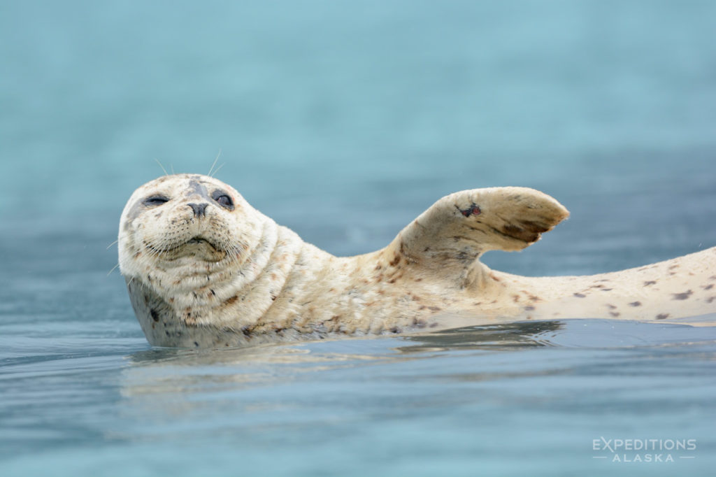 Katmai National Park photo Harbor Seal, Alaska.