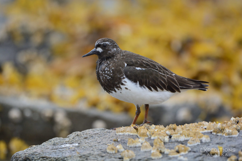 Katmai National Park photo Black turnstone, Alaska.