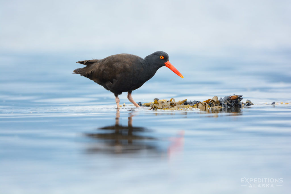 Katmai National Park Photo Oystercatcher, Alaska.