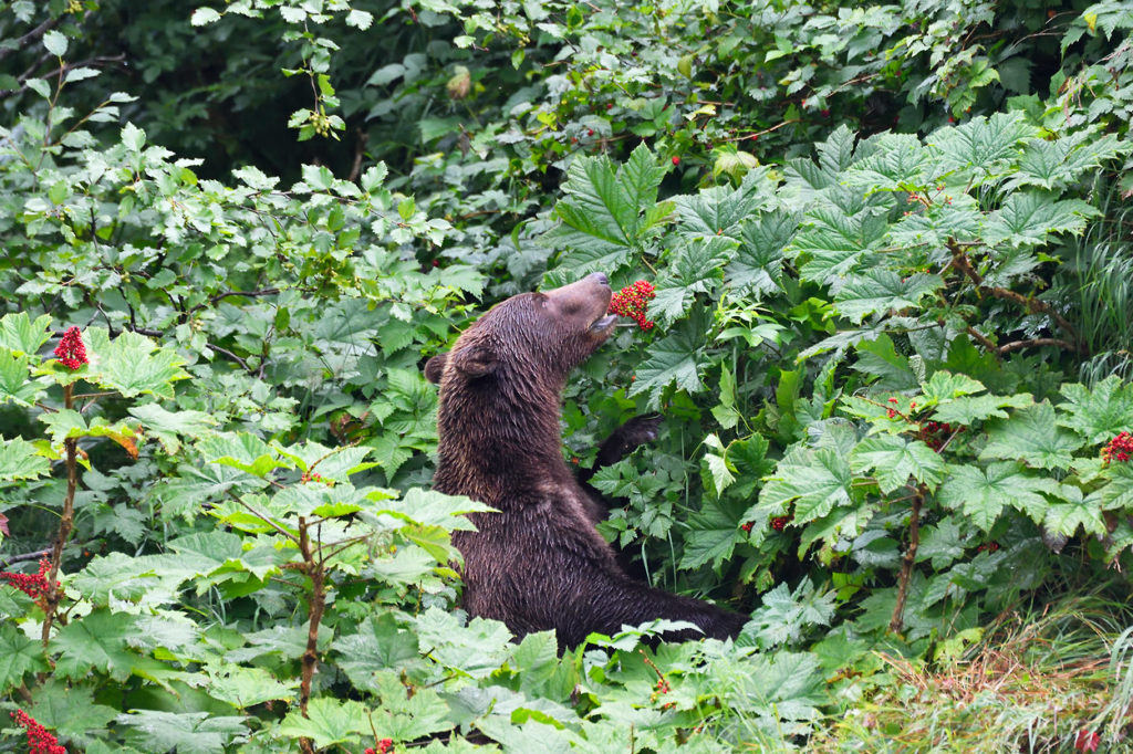 Brown bear eating Devil's Club berries, Katmai National Park, Alaska.