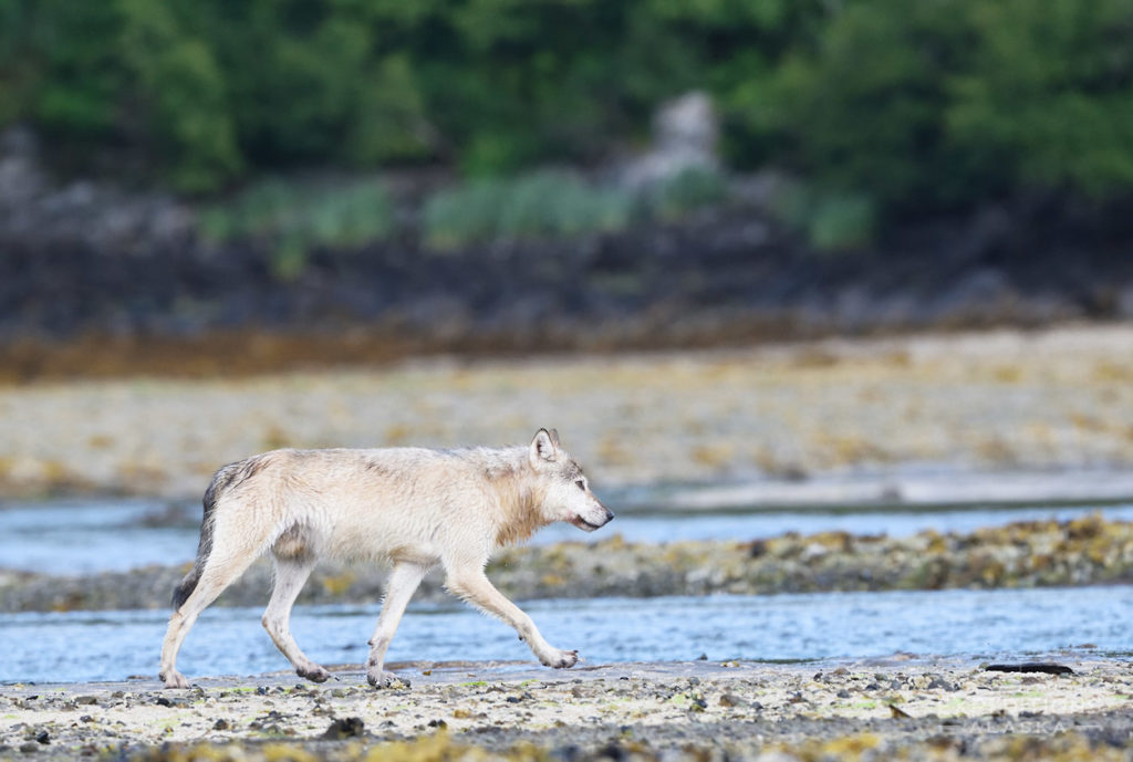 Katmai National Park photos Alaska wolf.