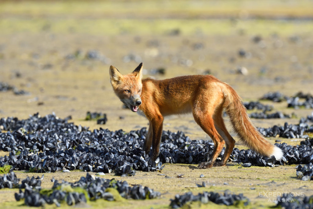 Alaska red fox Katmai National Park photos.