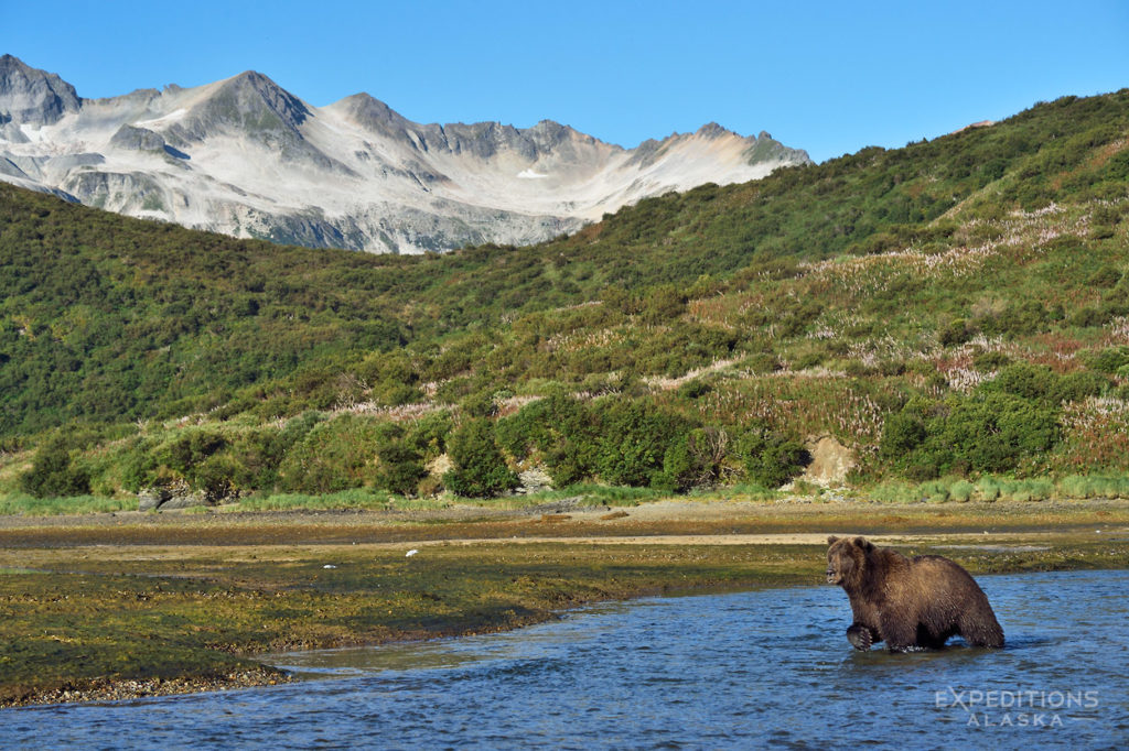 Katmai National Park photo of brown bear Katmai Coast, Alaska.