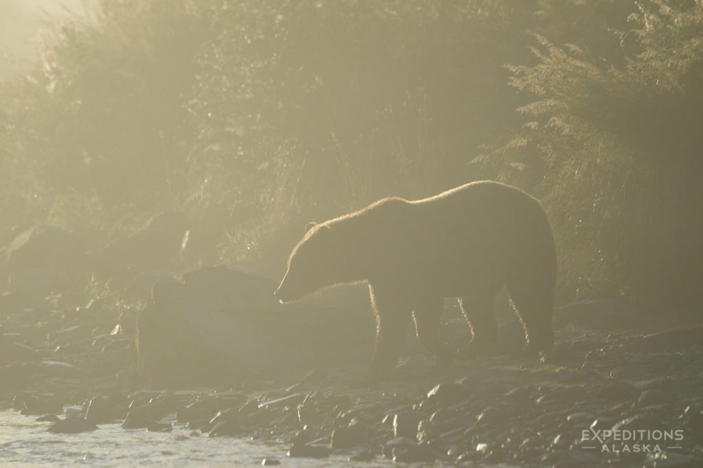 Katmai National Park photo Brown bear in fog, Alaska.