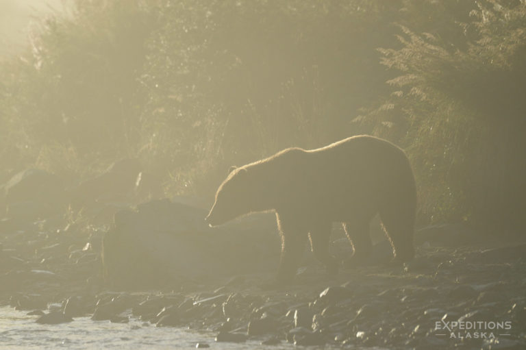 Katmai National Park photo Brown bear in fog, Alaska.