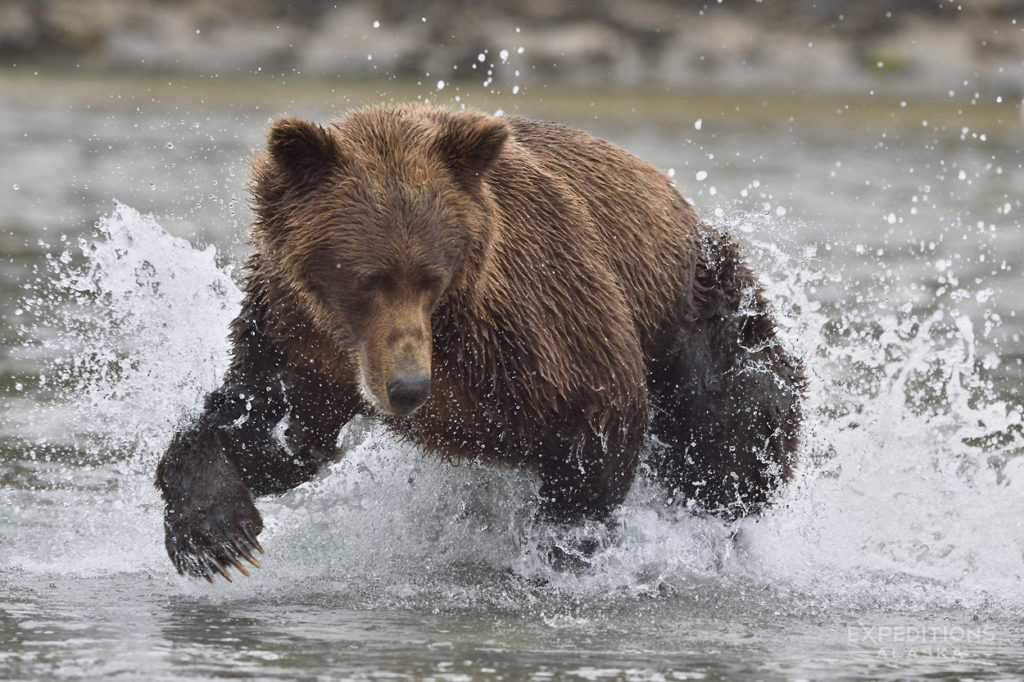 Brown bear photo tour Alaska Katmai National Park.