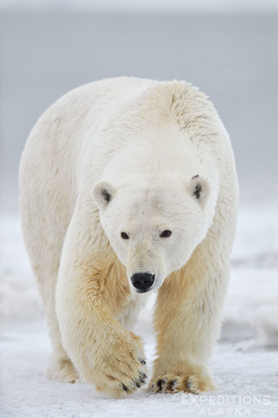 Large adult male polar bears can weigh over 1400lbs. Polar bear, Arctic National Wildlife Refuge, Alaska.