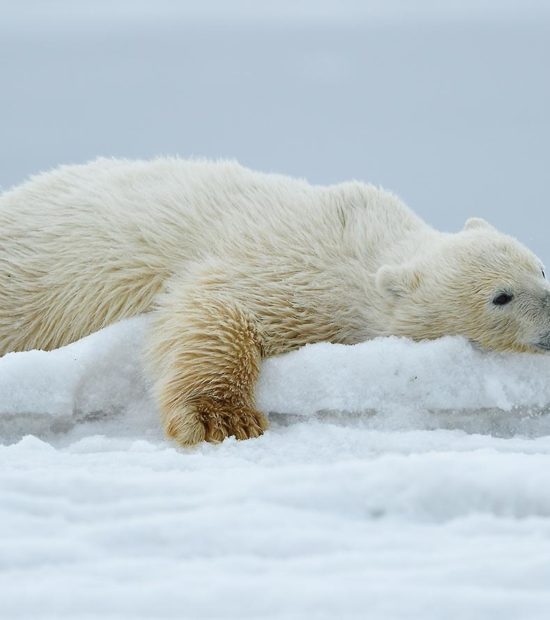 Polar bear photo weight of a polar bear, Alaska.