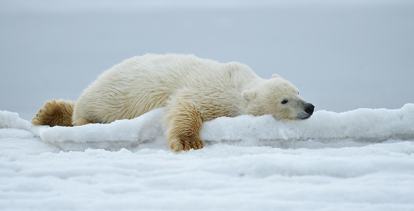 Polar bear photo weight of a polar bear, Alaska.