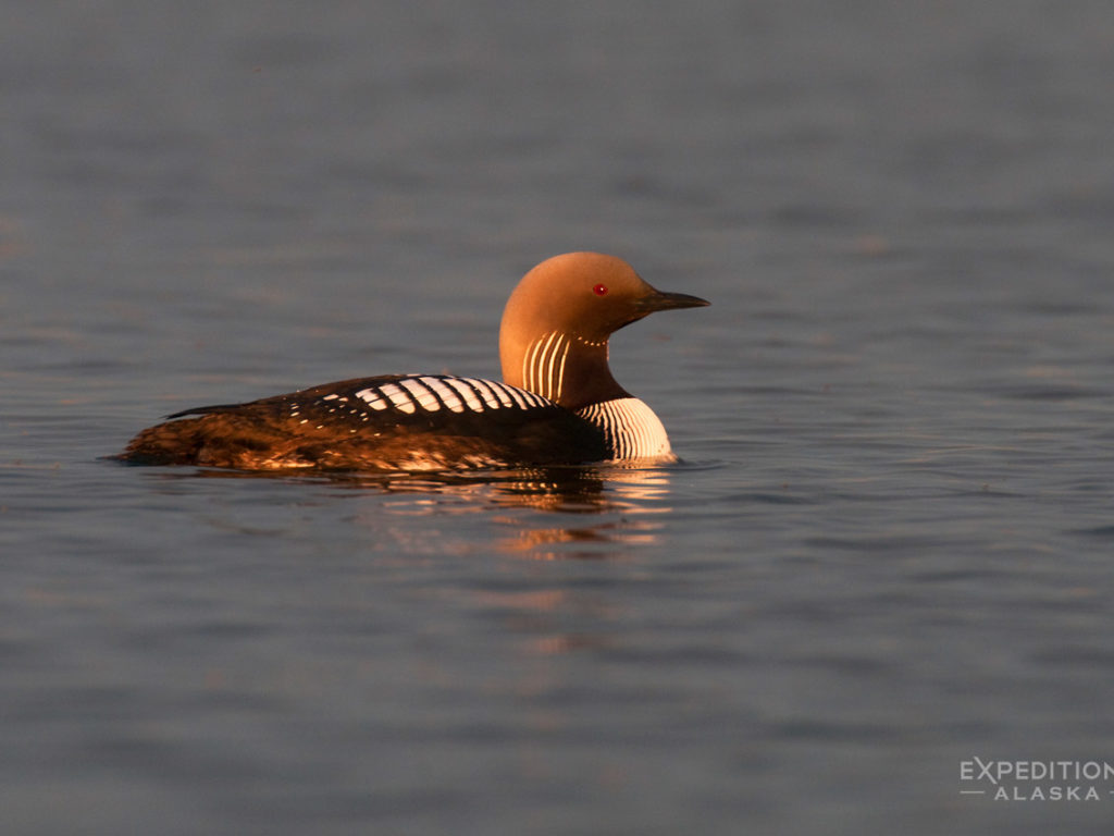 Arctic National Wildlife Refuge photo, Arctic loon, ANWR, Alaska.