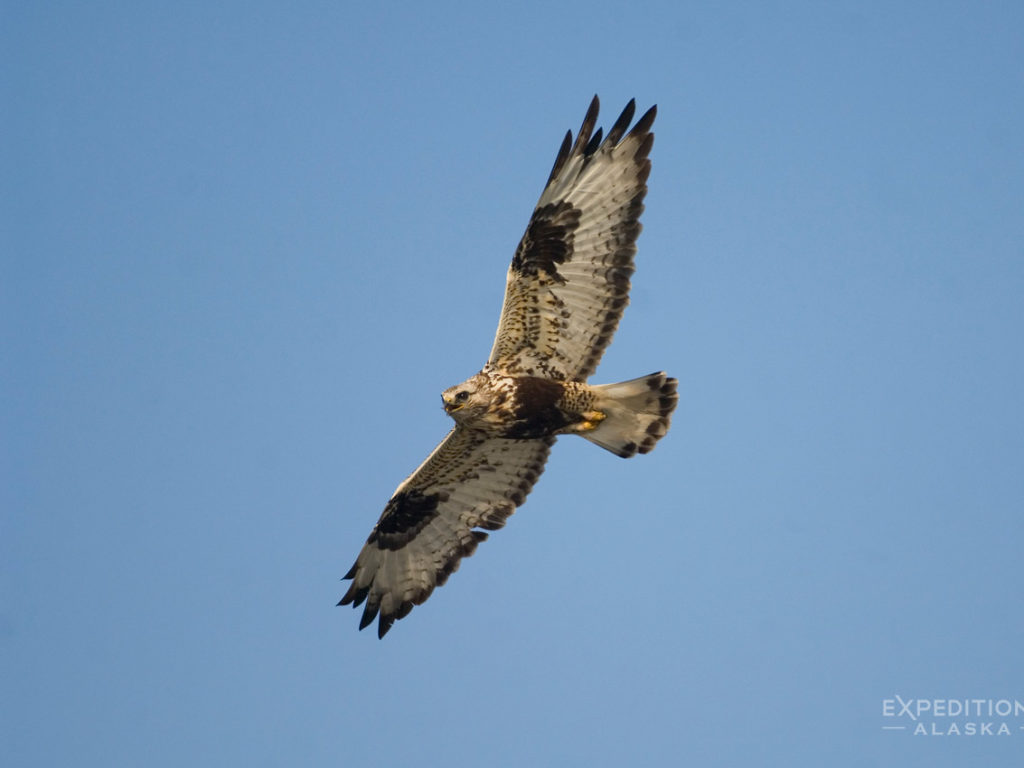 ANWR photo of Rough Legged Hawk Arctic National Wildlife Refuge Alaska.