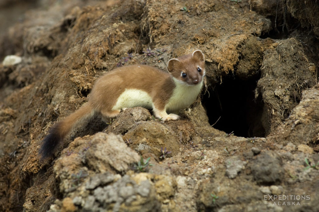 Short-tailed-weasel photo, ANWR, Alaska.