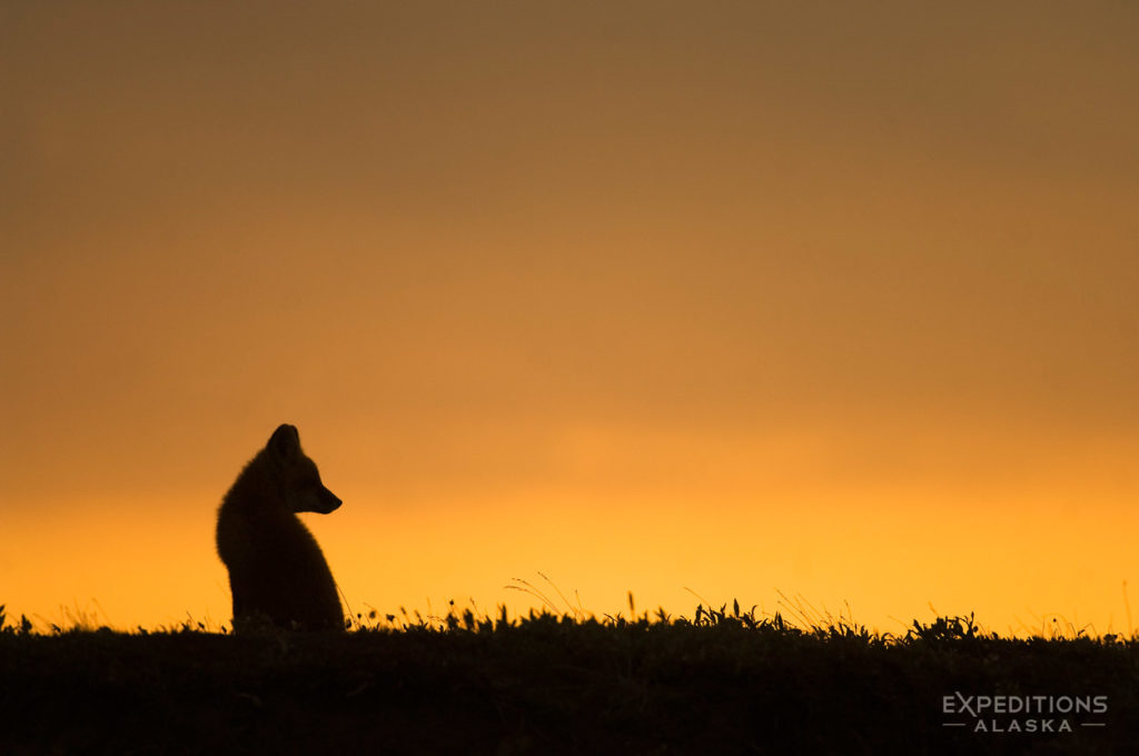 Arctic National Wildlife Refuge red fox ANWR Alaska.