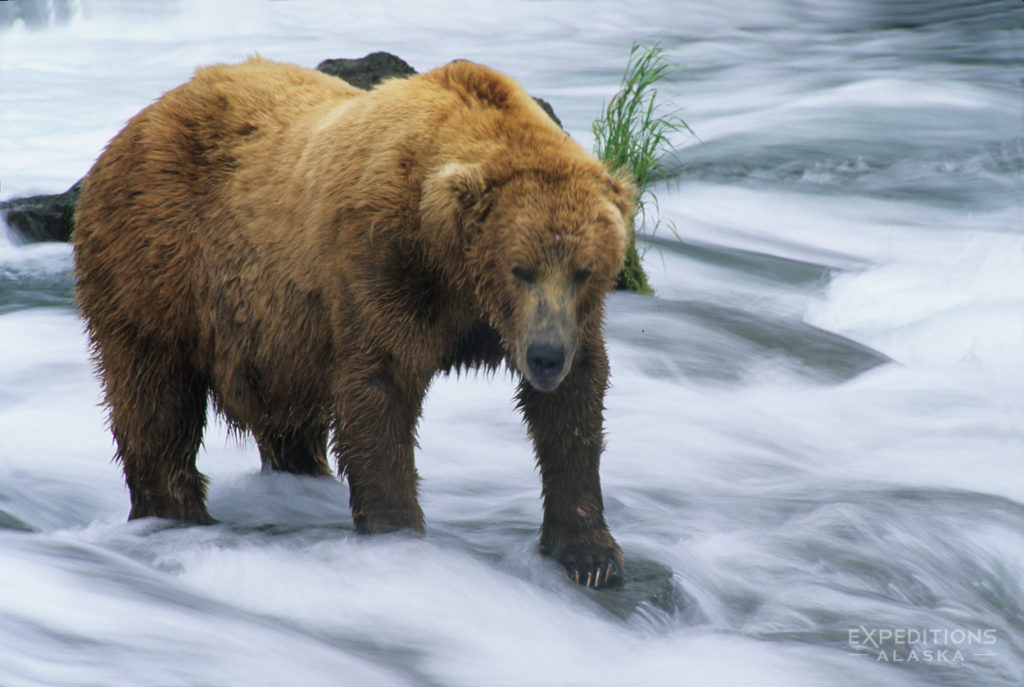 Alaska brown bear Katmai National Park Alaska.
