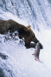 Alaska brown bear photo Brooks Falls Katmai National Park, Alaska.