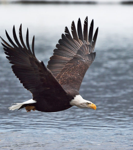 Bald eagle photo, Haines Alaska, Chilkat River.