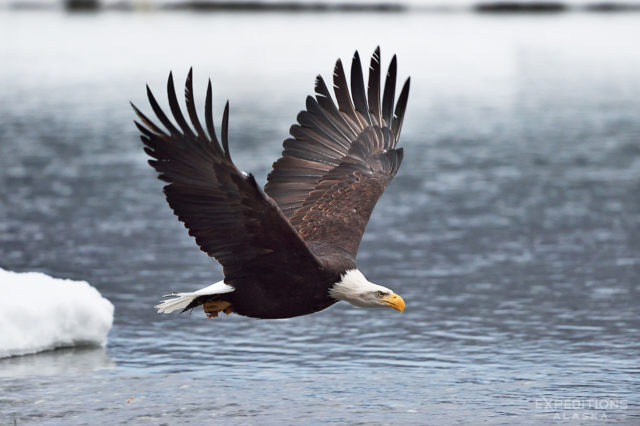 Bald eagle photo, Haines Alaska, Chilkat River.