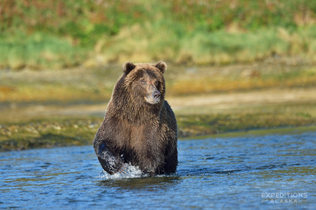 Alaska Katmai Brown bear photo tour.