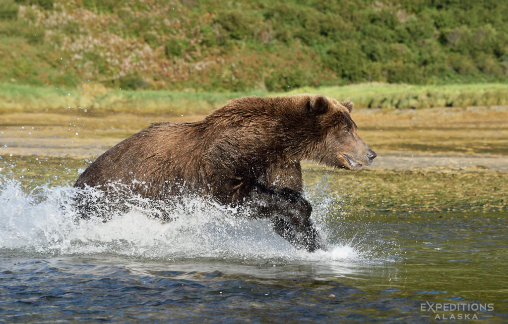 Alaska Katmai Brown bear photo tour.