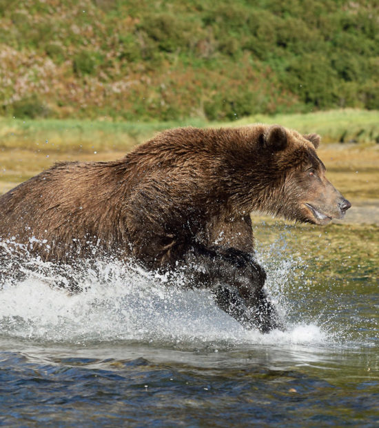 Alaska Katmai Brown bear photo tour.