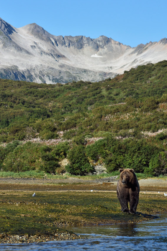 Katmai Brown bear photo tour.