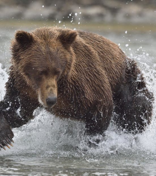 Brown bear photo tour Katmai National Park Alaska.