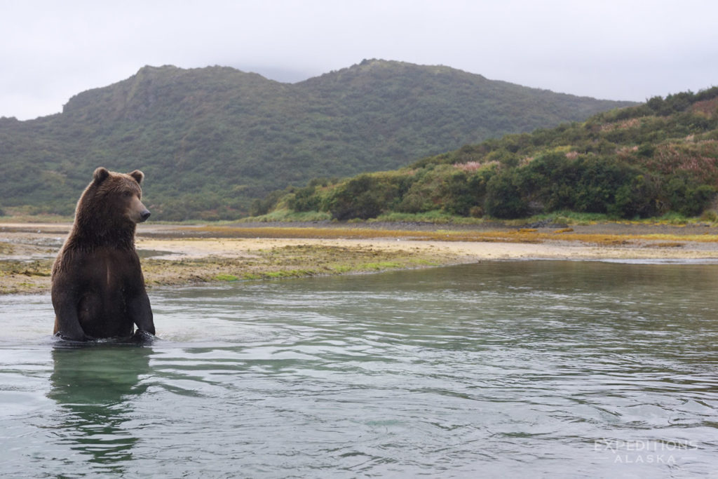 Alaska Katmai Brown bear photo tour.