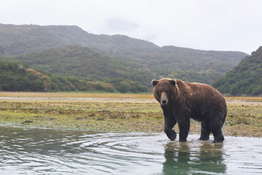 Brown bear photo tour Katmai National Park Alaska.
