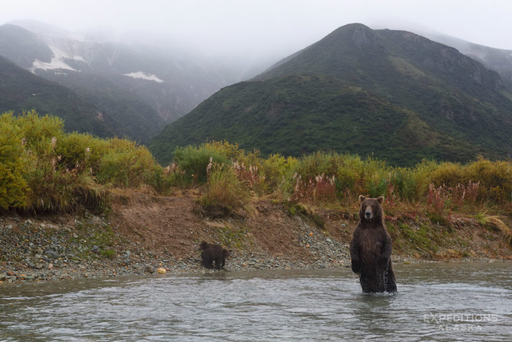 Brown bear photo tour Katmai National Park Alaska.