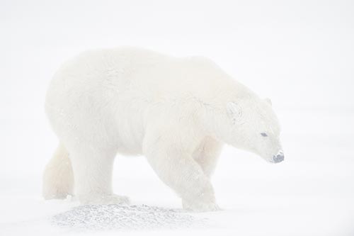 Alaska Polar Bears Climate Change